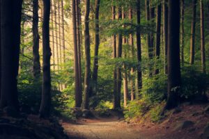 Ein Weg führt durch einen Wald. Spaziergänge können helfen, die Selbstwahrnhemung zu stärken.